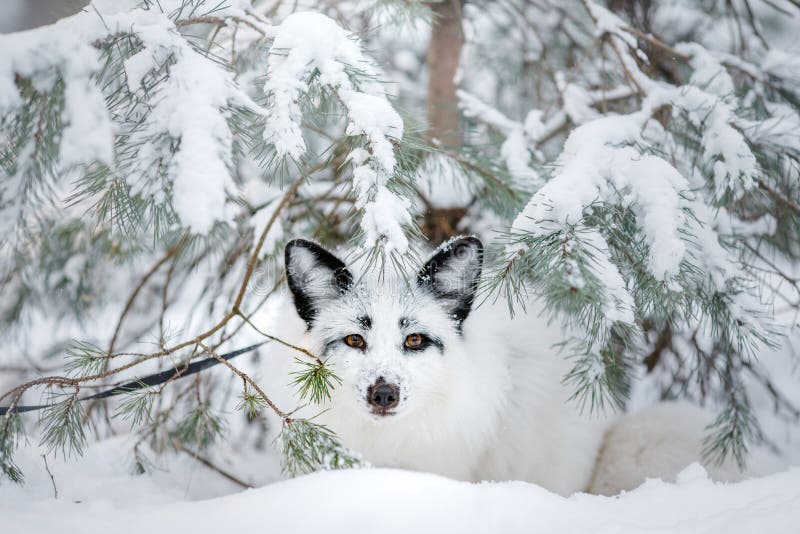 White Fox in the Snow. Wild Animal in Nature Stock Image - Image of winter,  cuddly: 202113595