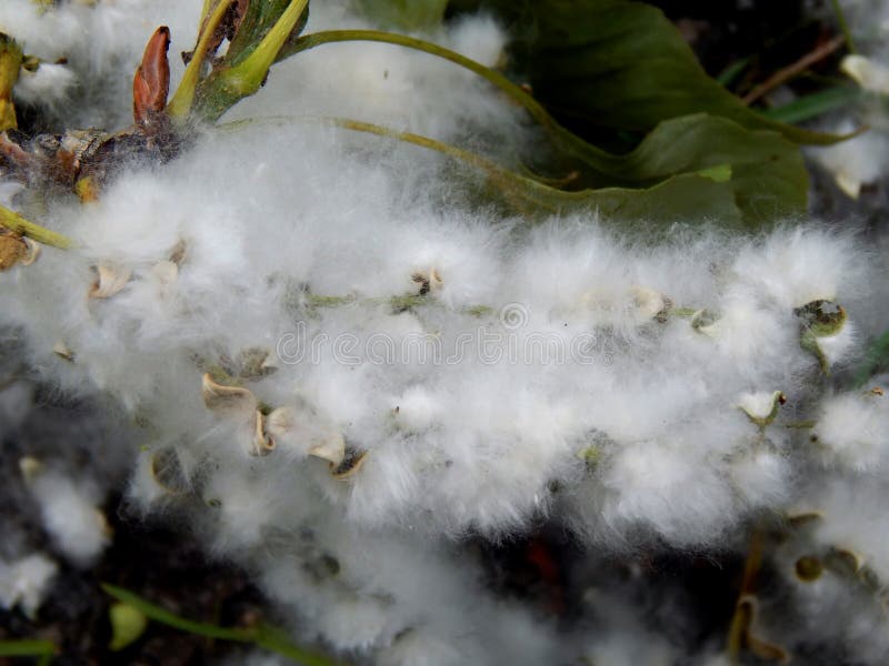 Fluffy Poplar or Cottonwood Tree Seeds Allergen Stock Image Image