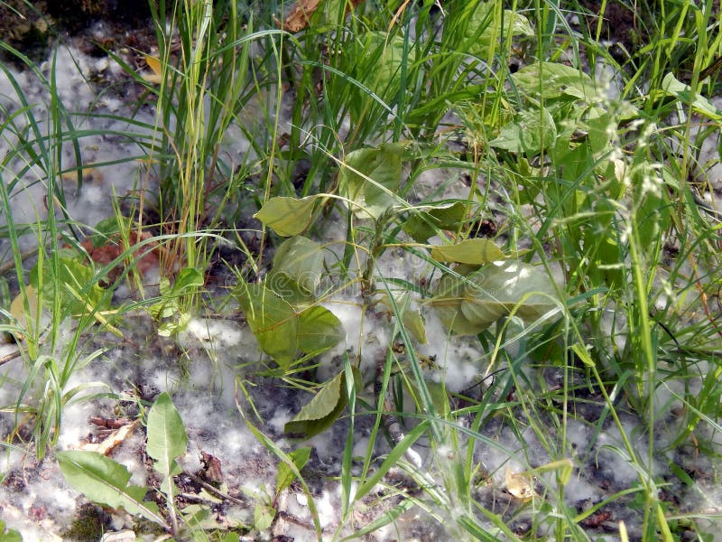 Fluffy Poplar or Cottonwood Tree Seeds Allergen Stock Image Image