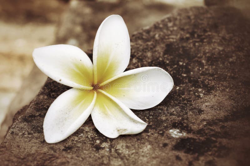 White frangipani flower stock photo. Image of rock, decoration 36968880