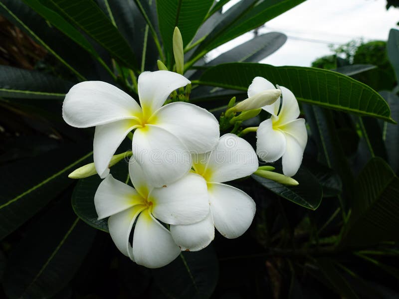 White frangipani flower stock image. Image of bloom, environment 77967601