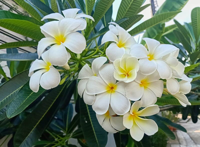 White Frangipani flower stock photo. Image of green 181376020