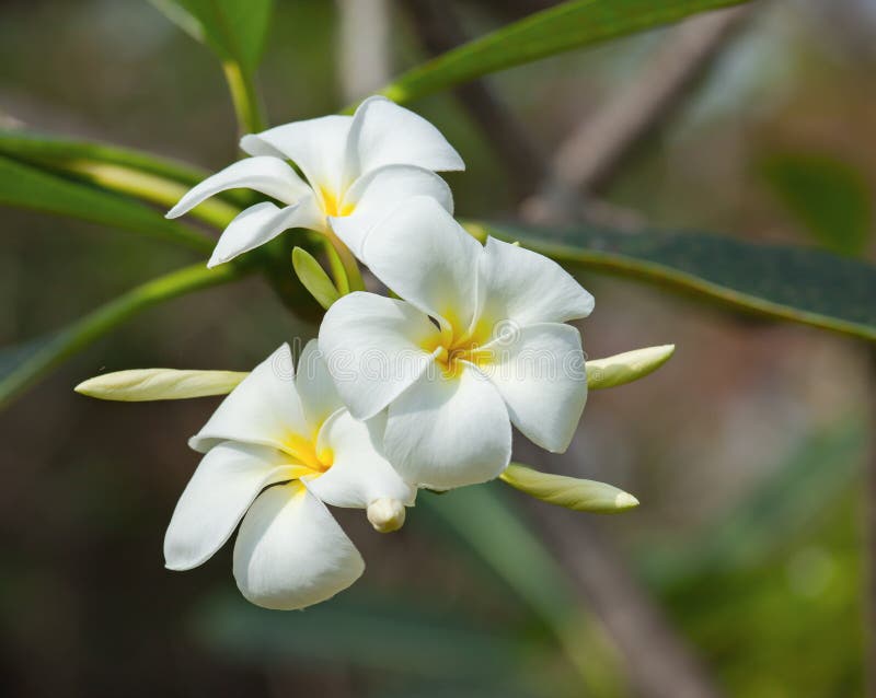 White frangipani flower stock photo. Image of white, flora 36233486