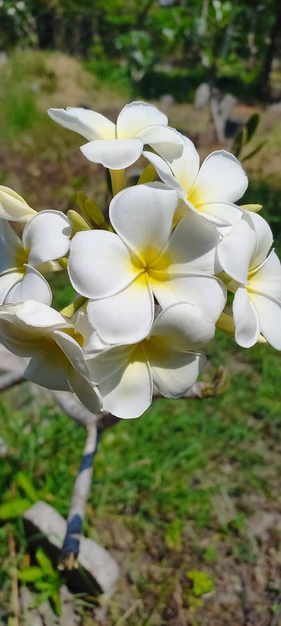 White Frangipani Flower Garden Stock Image Image of plant, leaf