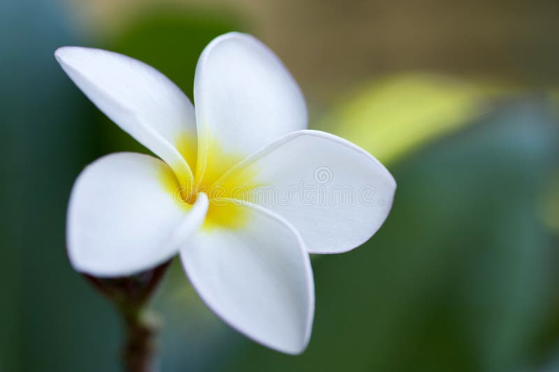 White Frangipani Flower in the Garden Stock Photo Image of nature