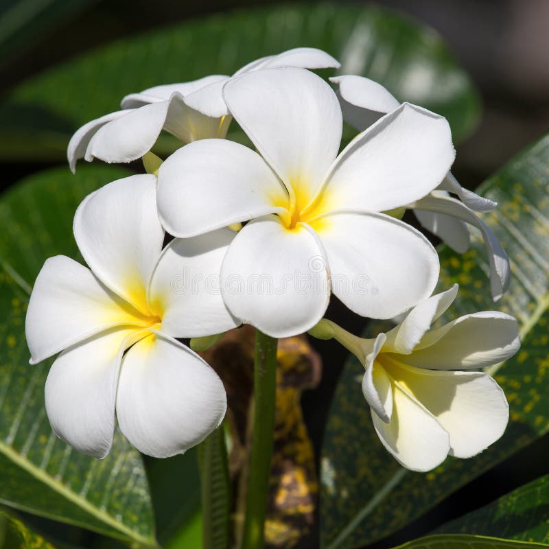 White Frangipani Flower (plumeria) Stock Photo Image of frangipani