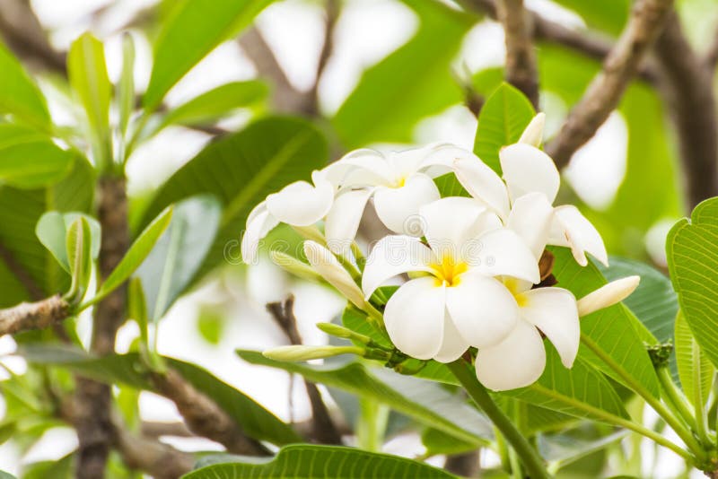 White Frangipani Flower,Plumeria Stock Image Image of beauty, drops