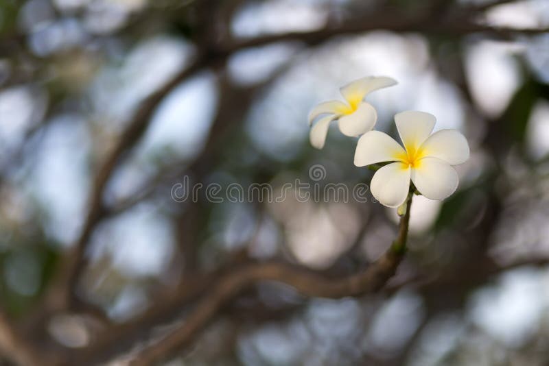 White Frangipani flower stock image. Image of summer 53315819