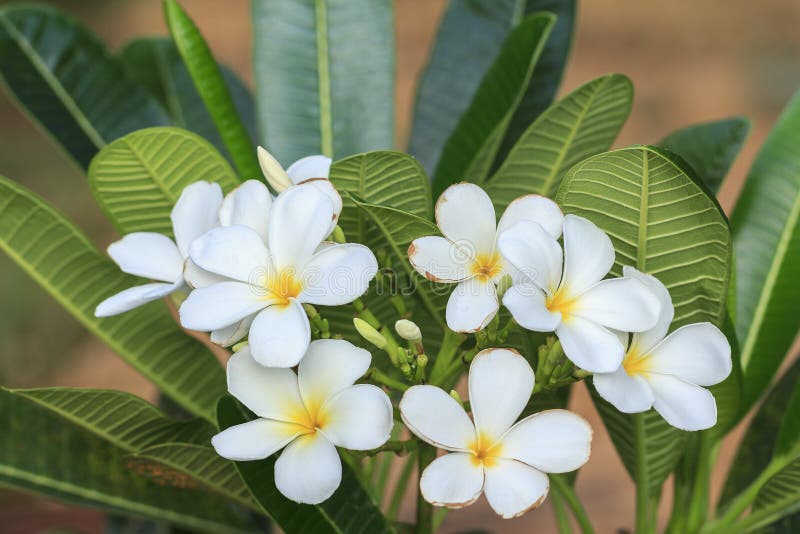 White frangipani flower stock photo. Image of relax, nature 85230126