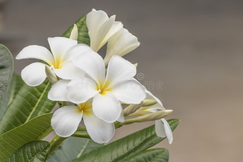 White frangipani flower stock image. Image of nature 85263315
