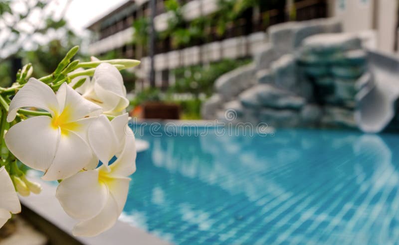 White Frangipani flowers blooming with swimming pool