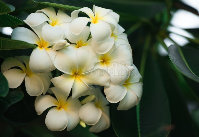 White Frangipani Flowers in the Garden. Stock Photo Image of
