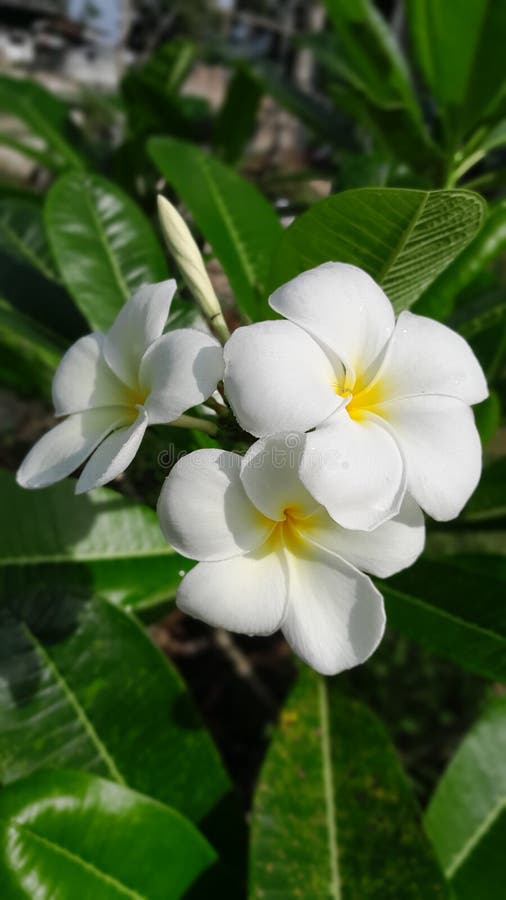 White Frangipani Flowers Look Fresh and Brilliantly Clean Stock Photo