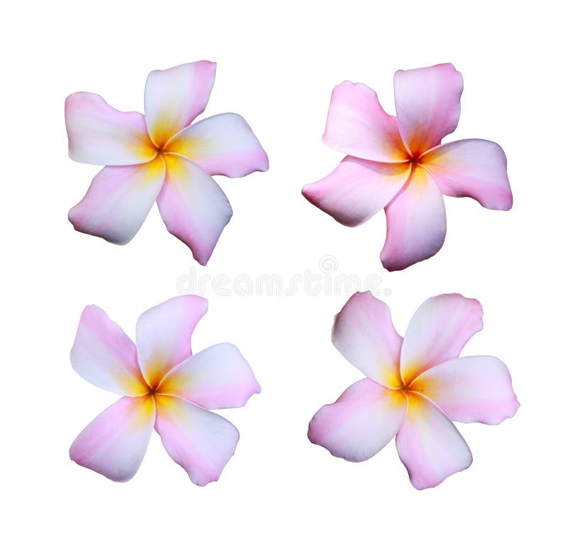 White frangipani flowers mixed with pink color isolated on white