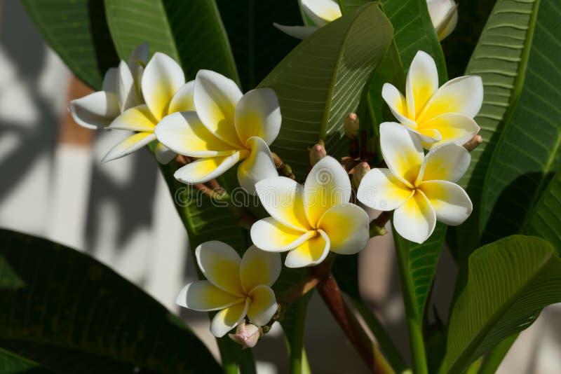 White Frangipani Plumeria Flower on Tree Stock Photo Image of hawaii