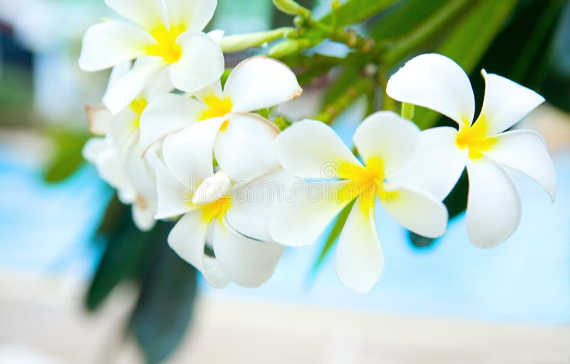 White frangipani by the pool