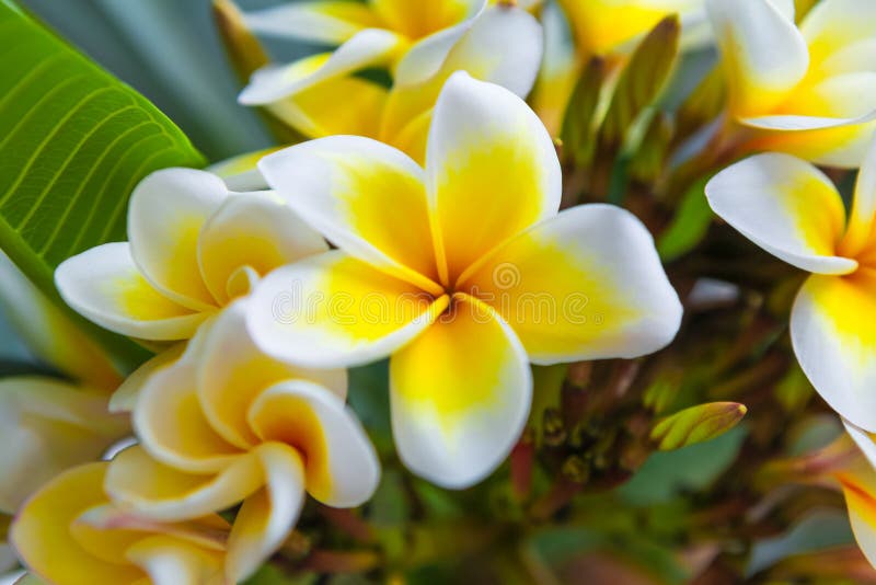 White frangipani tropical flower, plumeria flower blooming on the tree