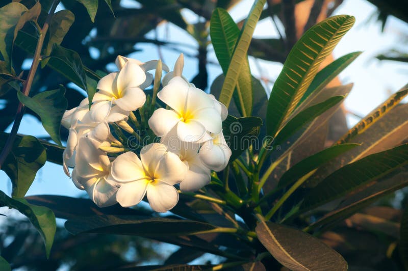 White frangipani tropical flower, plumeria flower blooming on tree, spa flower