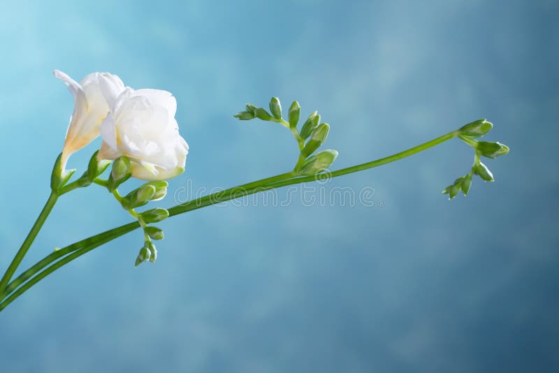 White Freesia on Blue Background Stock Photo Image of closeup