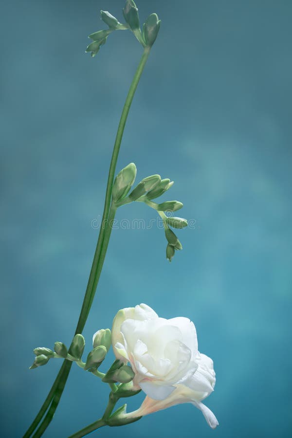 White Freesia on Blue Background Stock Photo Image of bloom, bouquet