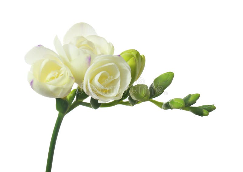 White freesia stock photo. Image of isolated, plant, floral 3448268