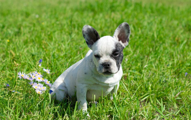 White french bulldog stock image. Image of pedigree, french - 44317869