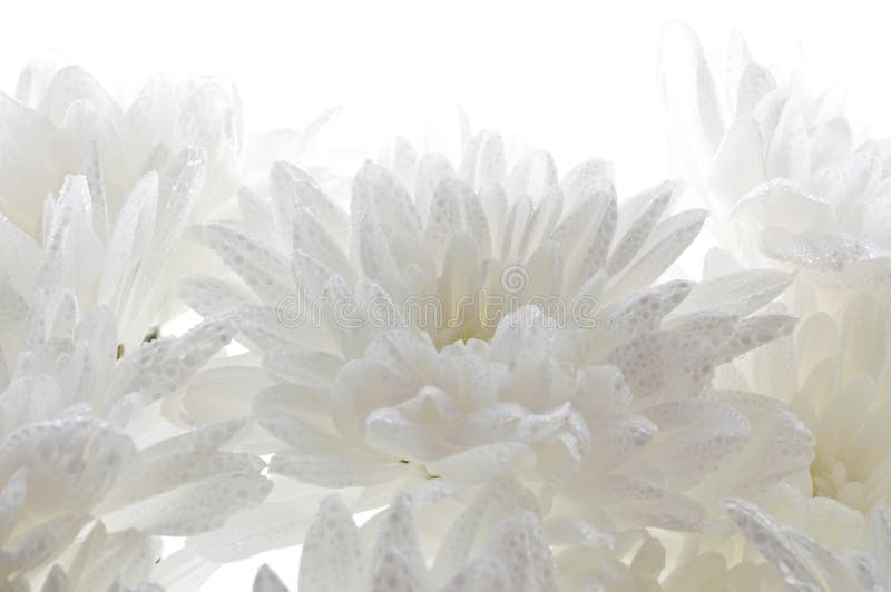 White fresh beautiful chrysanthemums abstract background