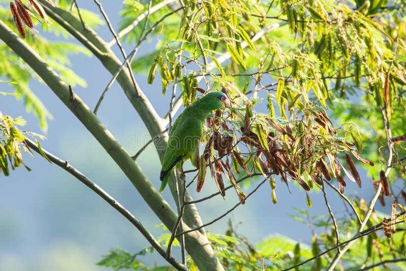 Whitefronted Amazon Also Known As the Whitefronted Parrot Stock Photo
