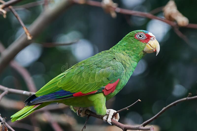 Whitefronted Amazon Amazona Albifrons Stock Image Image of fauna