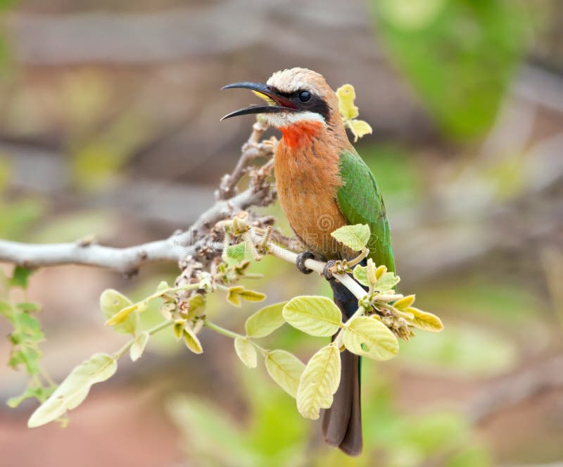 White fronted bee-eater