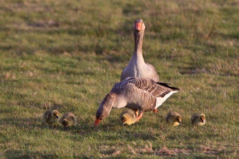 White-fronted goose couple with youngsters