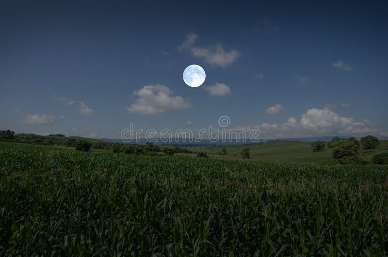 White full moon over corn field in early morning