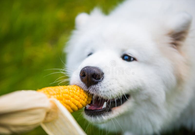 336 Funny Corn Dog Image Stock Photos Free & RoyaltyFree Stock