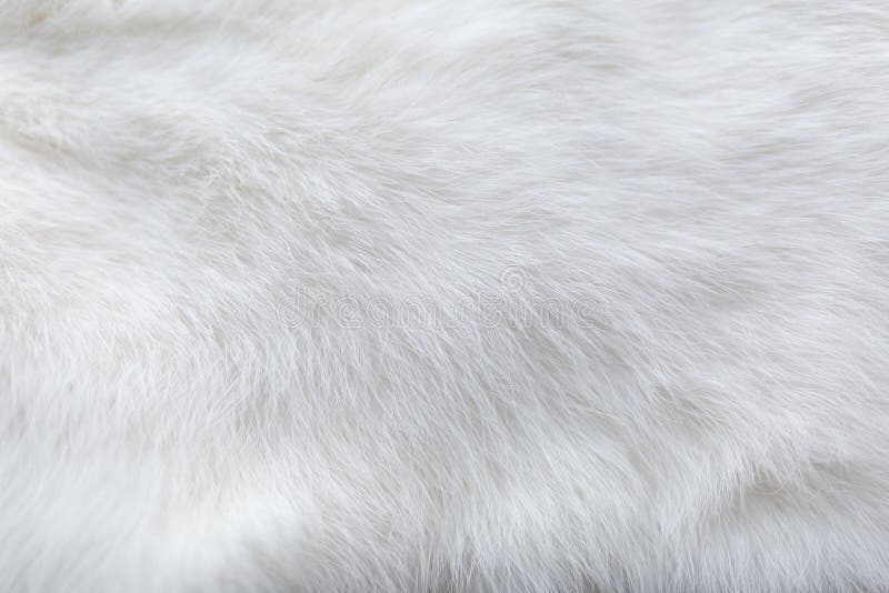 White fur Stock Photos, Royalty Free White fur Images