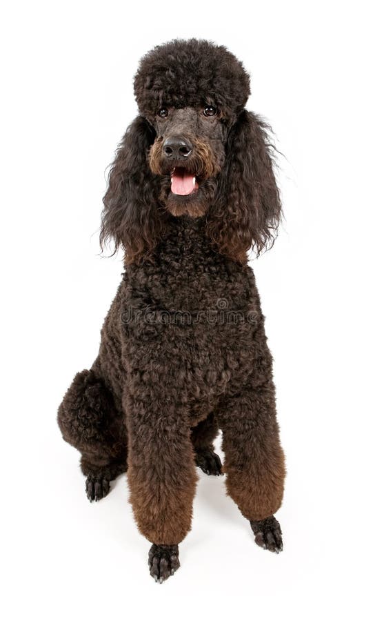 white för poodle för svart hund isolerad standard fotografering för bildbyråer white för poodle för svart hund isolerad standard fotografering för bildbyråer