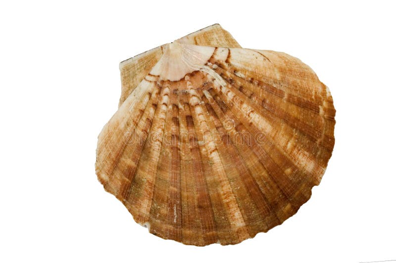 white för skal för bakgrundsbrownkammussla royaltyfri fotografi white för skal för bakgrundsbrownkammussla royaltyfri fotografi