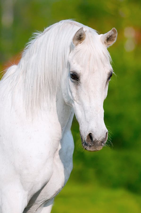 White arabian horse portrait in summer day. White arabian horse portrait in summer day