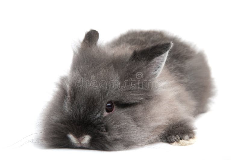 white för svart kanin för bakgrund liten royaltyfria bilder white för svart kanin för bakgrund liten royaltyfria bilder