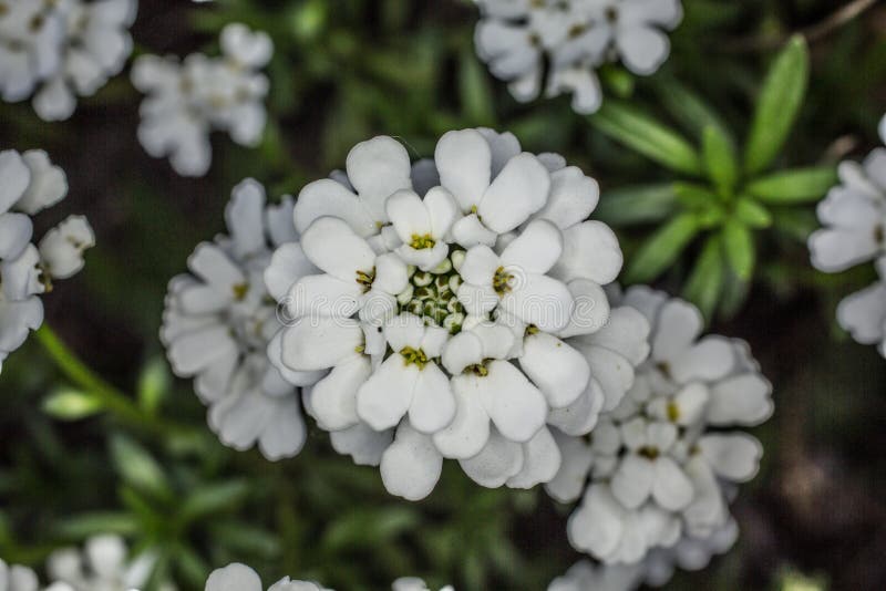 White garden flowers stock image. Image of weeds, white 187217333