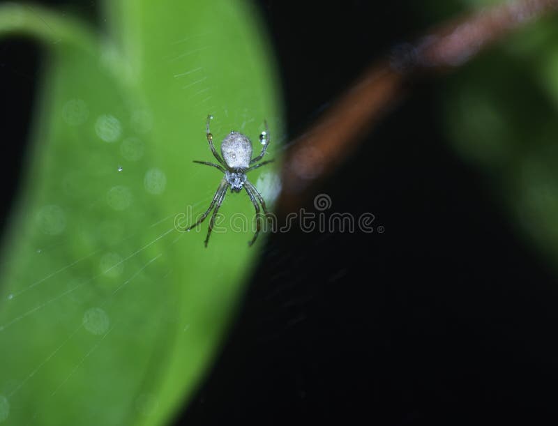 White spider in the form stock image. Image of white 161989945