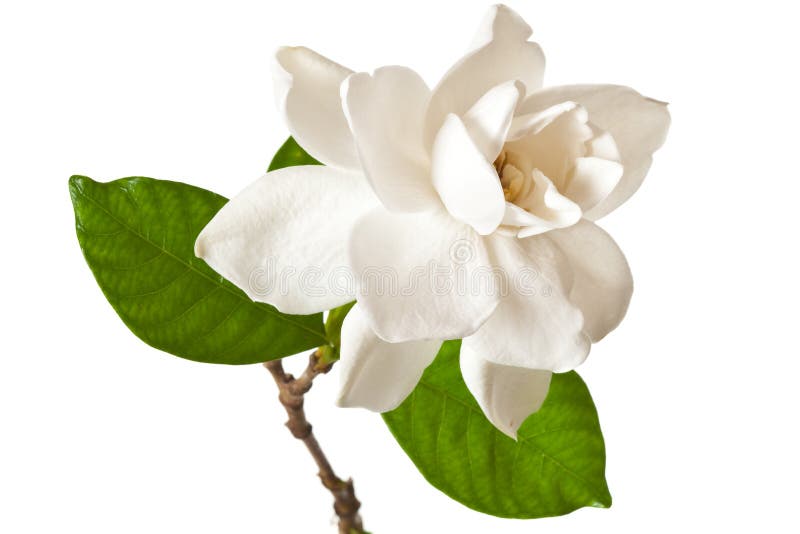  White  Gardenia  Blossom Isolated On White  Stock Photo 