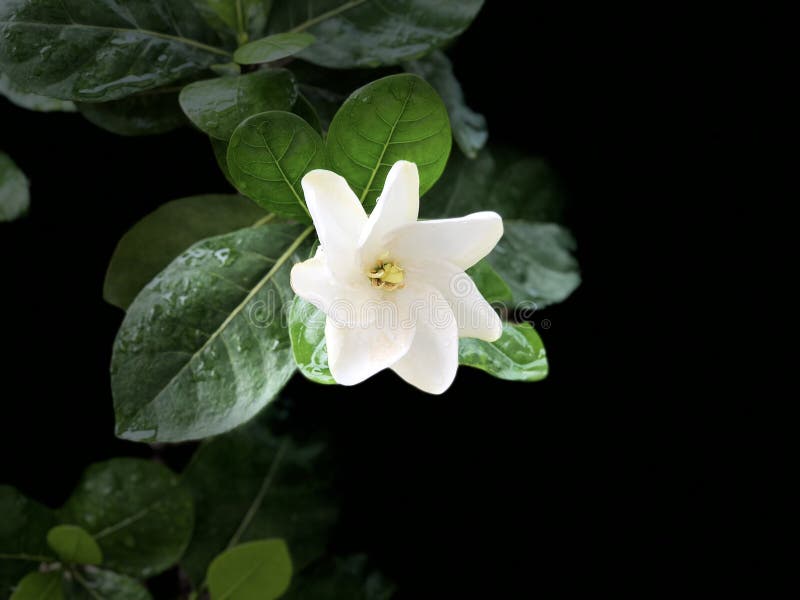 White Gardenia on Branch Tree . Stock Photo Image of food, cherry