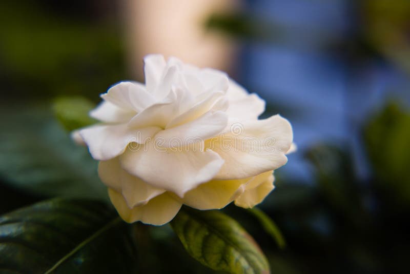 White gardenia in closeup