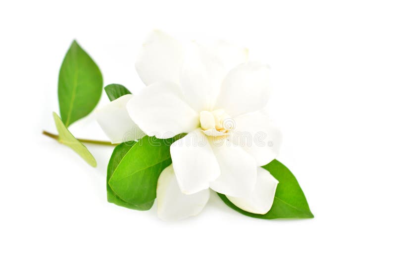 White gardenia flower stock photography White gardenia flower stock photography