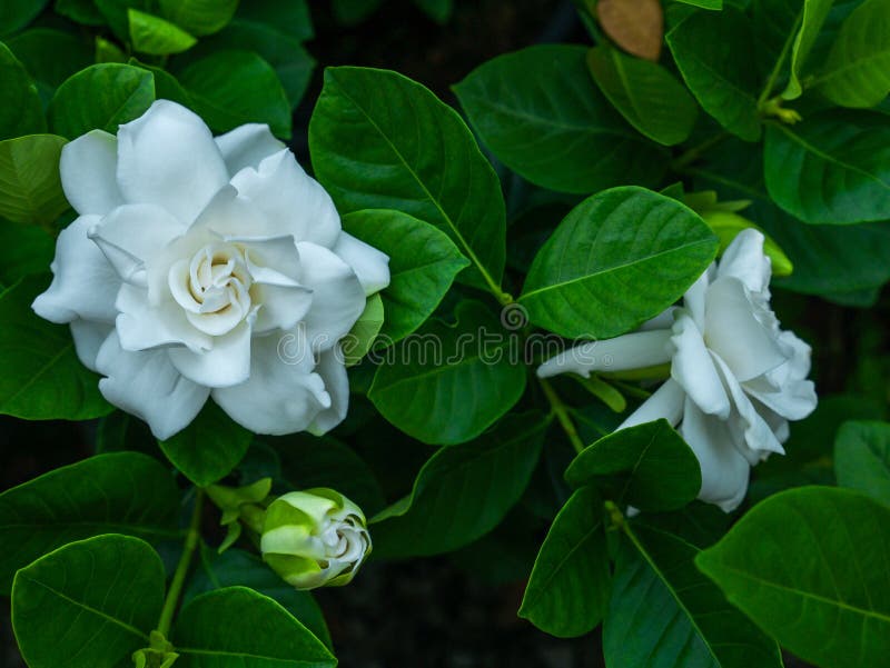White Gardenia Flower and Bud Blooming Stock Photo Image of abstract
