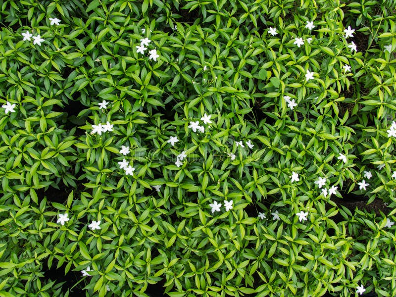 White Gardenia Flowers Blooming