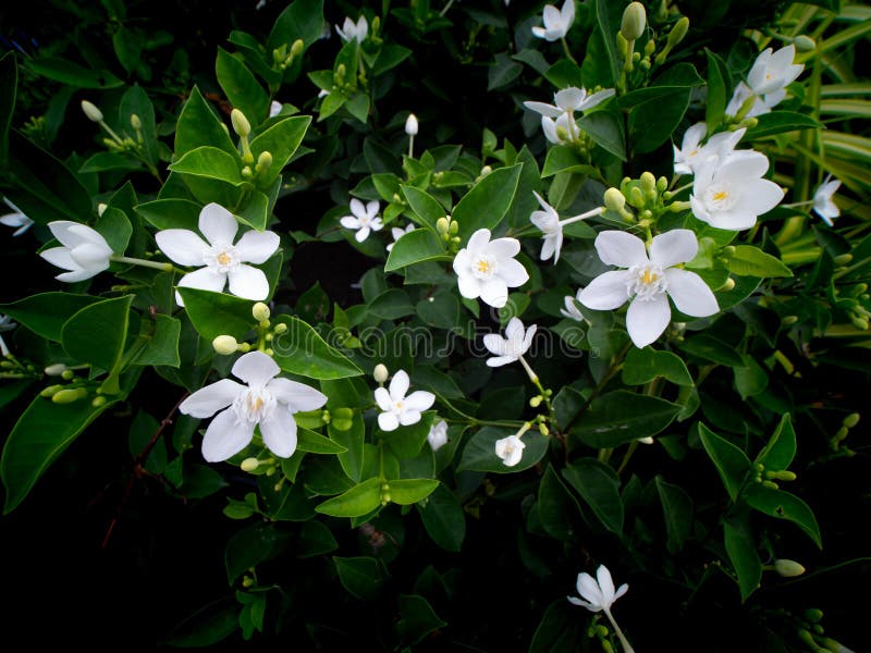 White Gardenia Flowers Blooming Stock Photo Image of grace