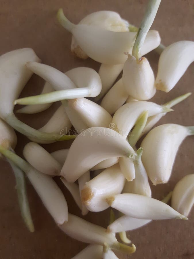 Garlic Buds Decorated in a Rustic Stock Photo Image of ingredients
