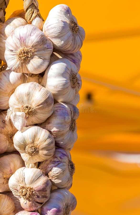 White Garlic on Yellow Background Stock Image Image of dried