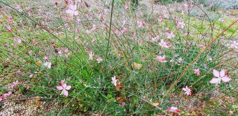 White gaura pink flowers in a park royalty free stock photos White gaura pink flowers in a park royalty free stock photos